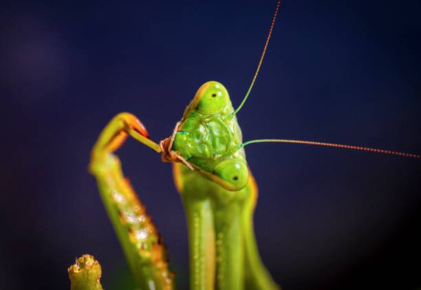 istock macro photo of a praying mantis insect 1179250864