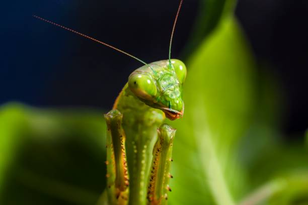 istock macro photo of a praying mantis insect 1179250878