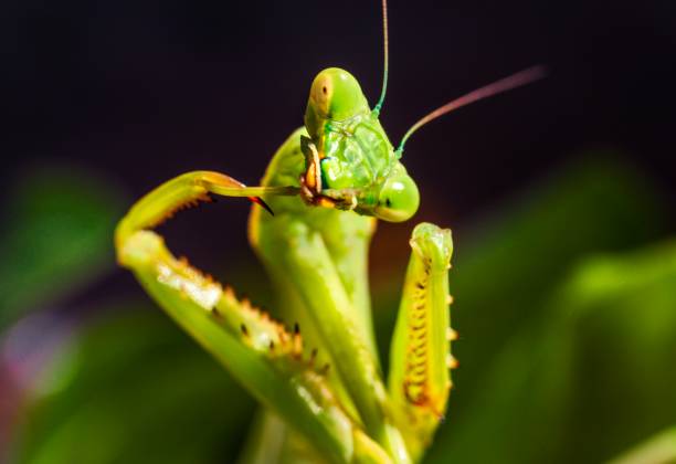 istock macro photo of a praying mantis insect 1179250879