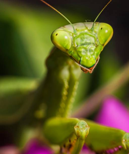 istock macro photo of a praying mantis insect 1179250895