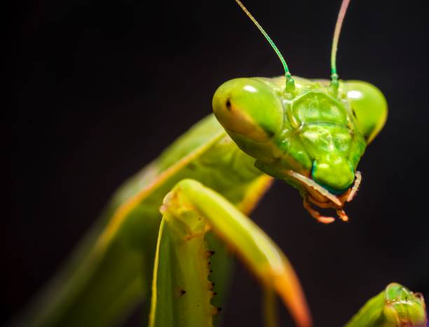 istock macro photo of a praying mantis insect 1179250905
