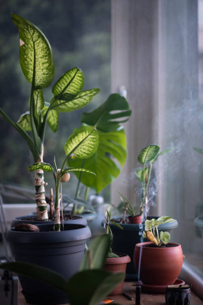 istock Flowers in a pot on a window sill at the window 1179251713