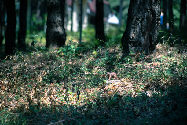Brown bear walking in forest. Mini bear figure (or toy bear) at the park. Selective focus