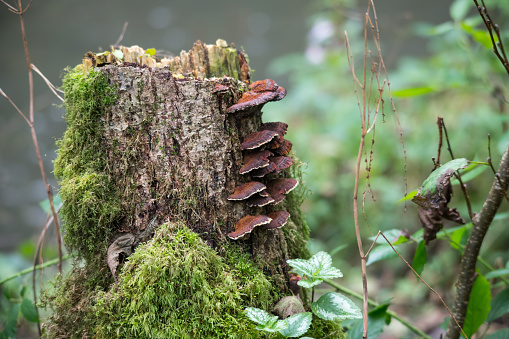 Mushrooms growing on a mossy tree stump
