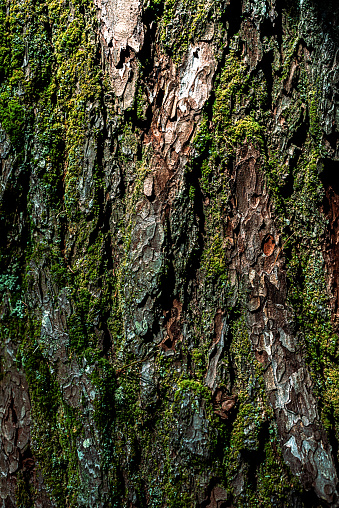 Close up of pine tree bark.