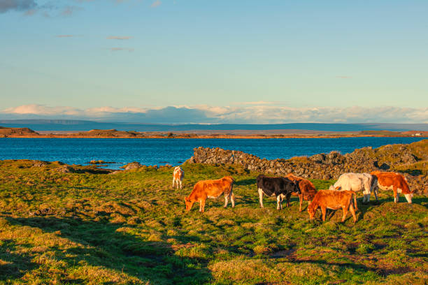 istock Farm of Iceland 1179258731