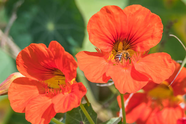 Orange Red Nasturtium Wildflowers growing in the Belmont Wetlands State Park