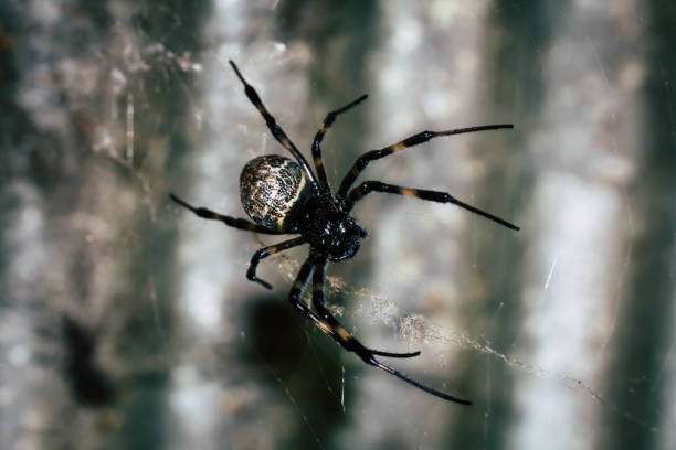 istock close up, macro picture,Natural background,spider and spider web. 1179258798
