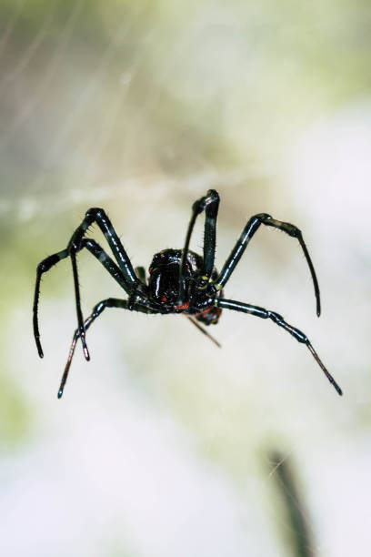 a black and brown colour spider is photographed close up, macro picture,natural background,spider and spider web. - large aperture imagens e fotografias de stock