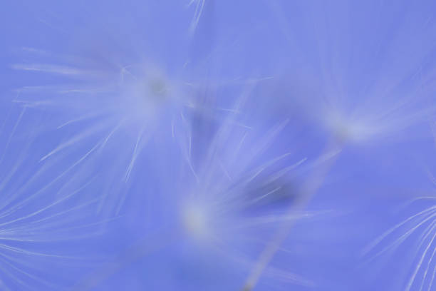 istock Abstract blue nature background image, Dandelion seed extreme close-up, macrophotography, with copy space, no people 1179258817