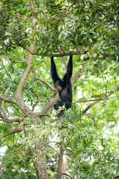 Siamang gibbon in the forest. The siamang (Symphalangus syndactylus) is an arboreal black-furred gibbon native to the forests of Indonesia, Malaysia and Thailand.