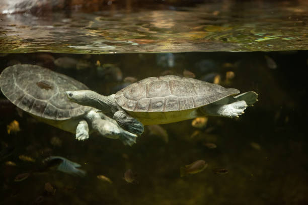 istock Roti Island snake-necked turtle swimming in a pond 1179263058