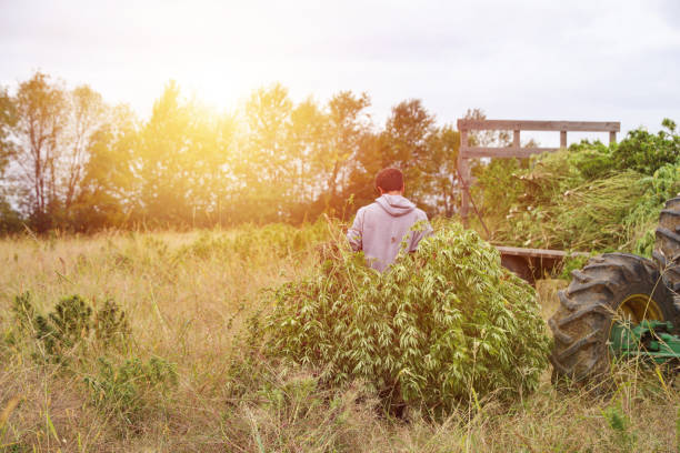 Farm owner harvesting hemp plants Young male Farm owner harvesting hemp plants autumn copy space rural scene curing stock pictures, royalty-free photos & images