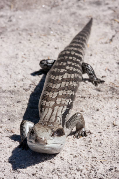 Eastern Blue-tongue Lizard Eastern Blue-tongue Lizard tiliqua scincoides stock pictures, royalty-free photos & images