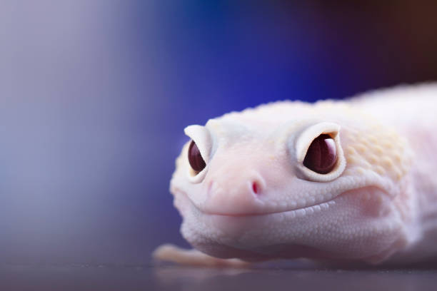 gecko de léopard - animaux familiers exotiques photos et images de collection