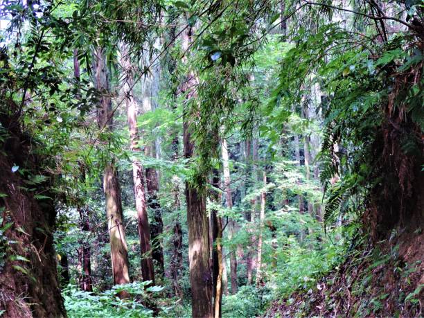 istock Japanese forest in bright sunny day in June. Sun rays are playing with trees. 1179266961