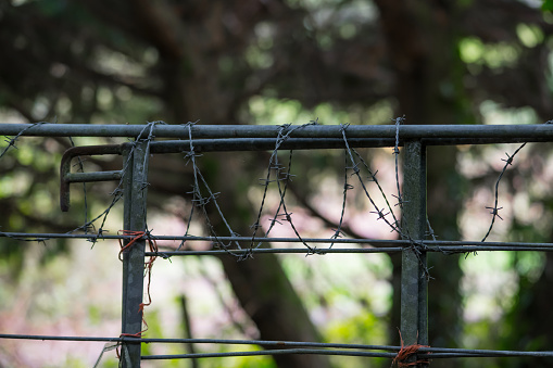 Barbed wire on a metal gate in Cornish woodland