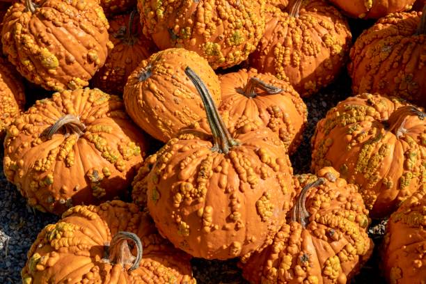 istock Orange warty pumpkins in a pumpkin patch 1179270463