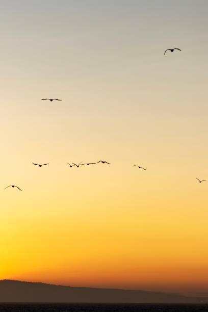 istock Flock of birds against sunset sky 1179270957