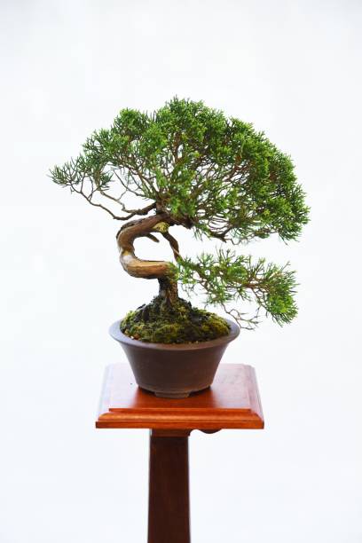 istock Japanese Bonsai 1179271615