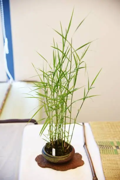 Photo of Japanese Bonsai