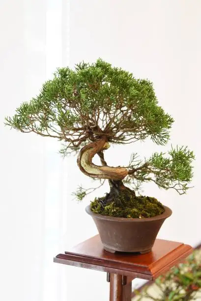 Photo of Japanese Bonsai