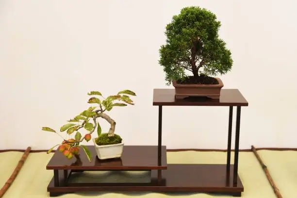 Photo of Japanese Bonsai