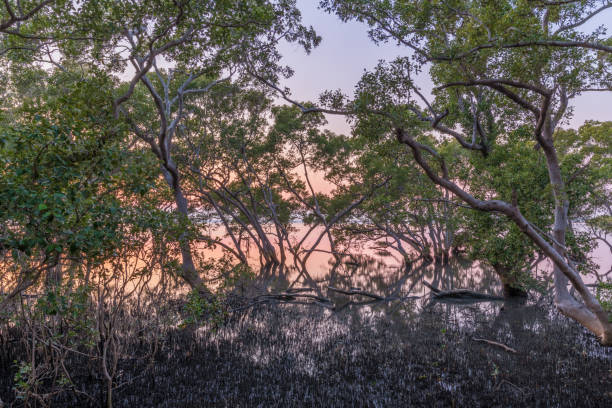 istock Mangroves during sunrise 1179271743