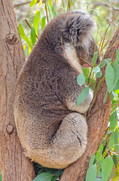 istock Koala - Healesville 1179271745