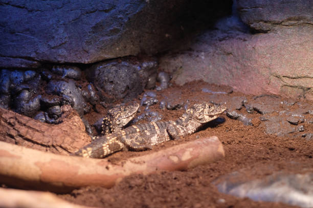 close up two young Alligator sinensis lying on soil in zoo. Blur rocks background chinese alligator alligator sinensis stock pictures, royalty-free photos & images