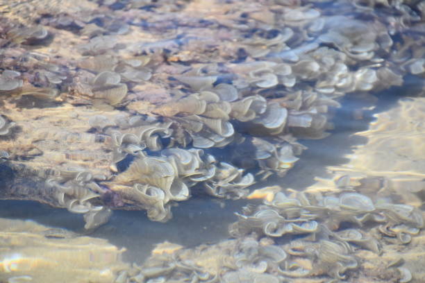 istock Oysters in the sea 1179284926