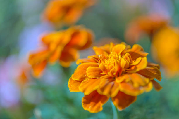 istock Orange and green flowers in japan 1179287482