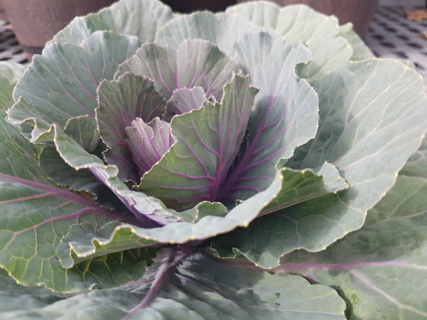 istock Cauli Flower in Cambridge 1179289582