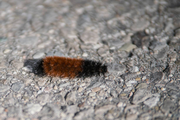 istock Woolly Bear Caterpillar moving across asphalt 1179289816