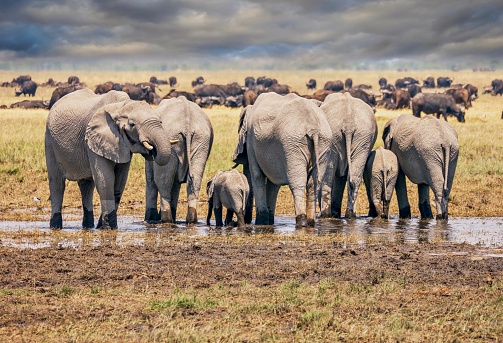 A herd of African elephants, including a cute baby, stand side by side drinking from a small waterhole in a wide, flat, open grassy plain, with cape buffalo grazing and dramatic clouds in the background. In Savute Reserve, Chobe National Park, Botswana.