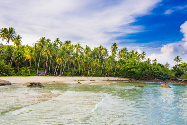 istock Coconut palm tree on sea beach blue sky 1179291661