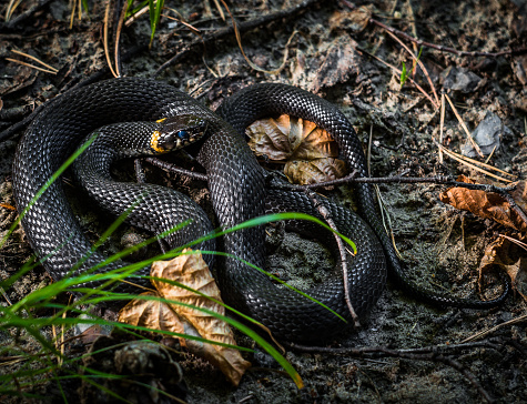 Grass snake is the most common in the temperate latitudes of the Eurasian continent the appearance of real snakes, non-poisonous snakes of the family colubrid.