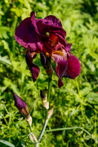 istock Beautiful iris flower on flowerbed in garden 1179292368