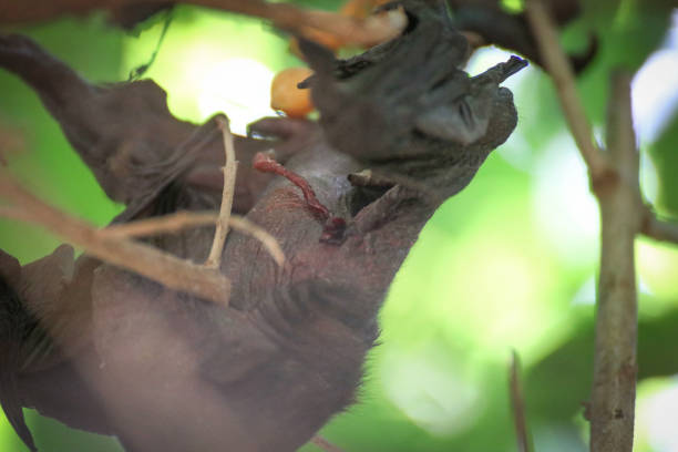 istock Baby flying fox umbilical cord 1179292444