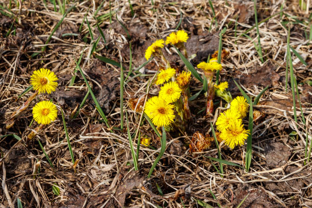 istock Coltsfoot flower (Tussilago farfara) on meadow 1179292703