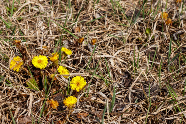istock Coltsfoot flower (Tussilago farfara) on meadow 1179292705