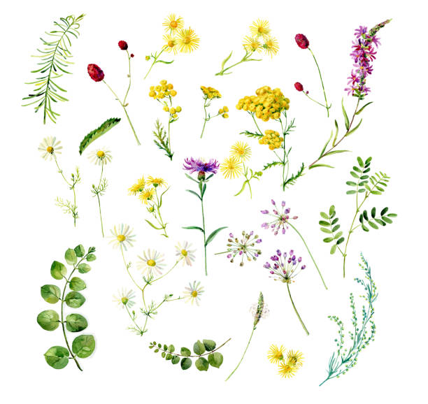 aquarell-set von wilden blumen gänseblümchen, tansy, distel und andere blumen und kräuter auf weißem hintergrund - purple thistle stock-grafiken, -clipart, -cartoons und -symbole