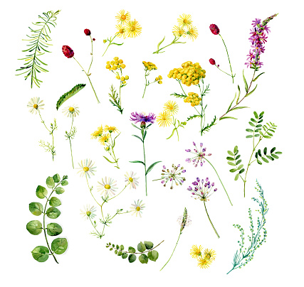 Watercolor set of wild flowers daisies, tansy, thistle and other flowers and herbs on a white background