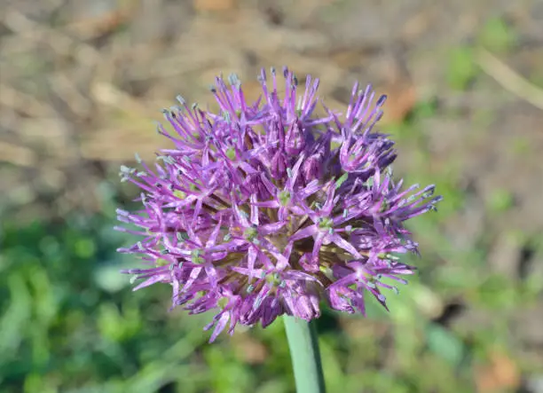 A close up of the blooming garlic.