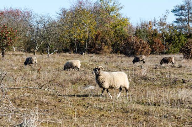istock Grazing sheep by fall season 1179297475
