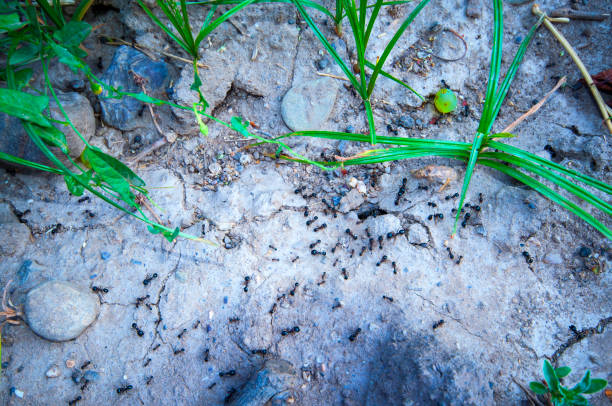 colonie de fourmis - colony swarm of insects pest animal photos et images de collection