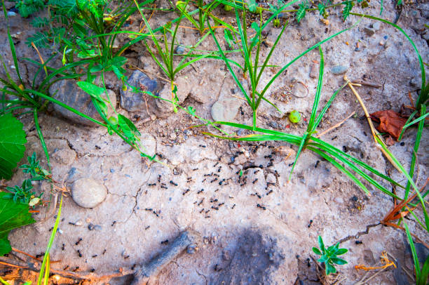 Ant colony Ant colony ant colony swarm of insects pest stock pictures, royalty-free photos & images