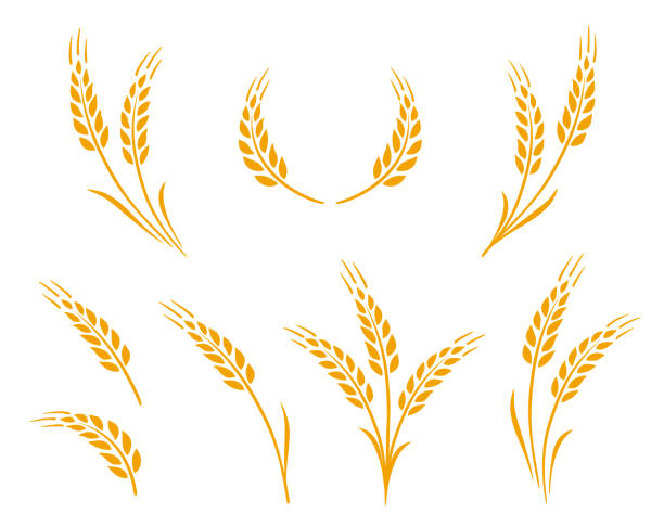 ilustraciones, imágenes clip art, dibujos animados e iconos de stock de orejas de trigo dorado iconos conjunto de logotipos - trigo