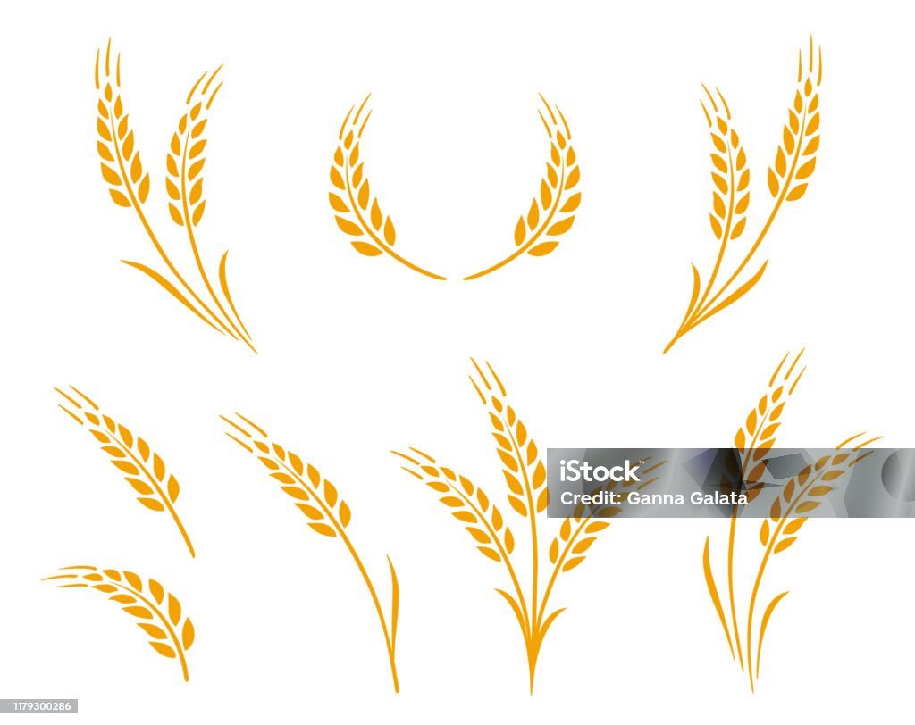 set di icone delle orecchie di grano dorato - arte vettoriale royalty-free di Grano - Graminacee