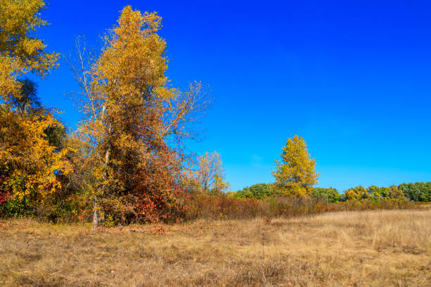 istock Autumn landscape with dry meadow and colorful fall trees 1179300400